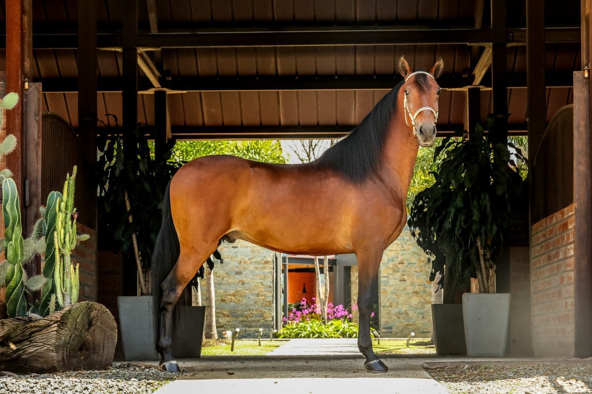 Colombia ya es el noveno país con más caballos del mundo con casi 1,6 millones